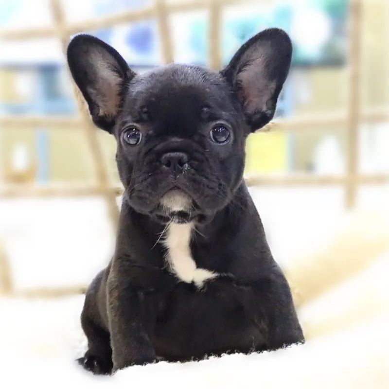 宠物生化机器怎么使用小黑从家中衣柜上坠地，四脚落地，冲击腹腔送诊时状态：小黑精神尚可，体温40.2℃，左后腿不能负重，兽医师触诊小黑左后腿明显疼痛，肿胀，晃动有骨摩擦音。_https://www.jmylbn.com_新闻资讯_第1张