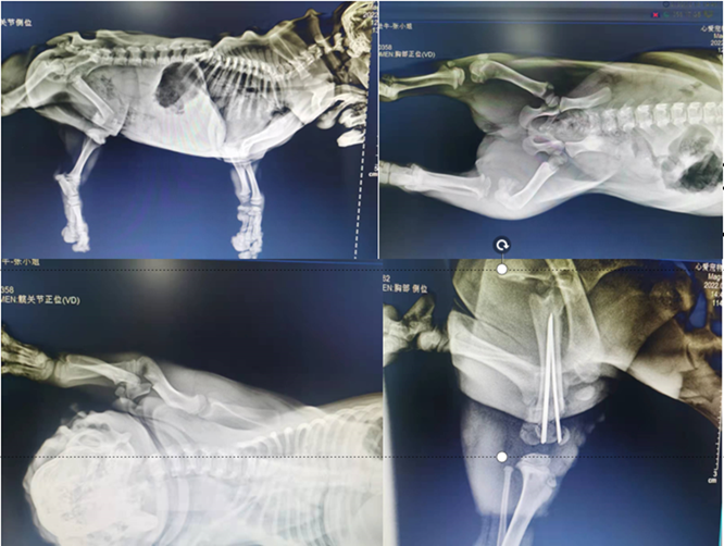 宠物生化机器怎么使用小黑从家中衣柜上坠地，四脚落地，冲击腹腔送诊时状态：小黑精神尚可，体温40.2℃，左后腿不能负重，兽医师触诊小黑左后腿明显疼痛，肿胀，晃动有骨摩擦音。_https://www.jmylbn.com_新闻资讯_第4张