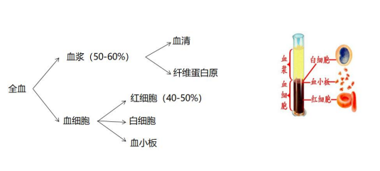 血液生化检查是什么?生化检查有必要吗?