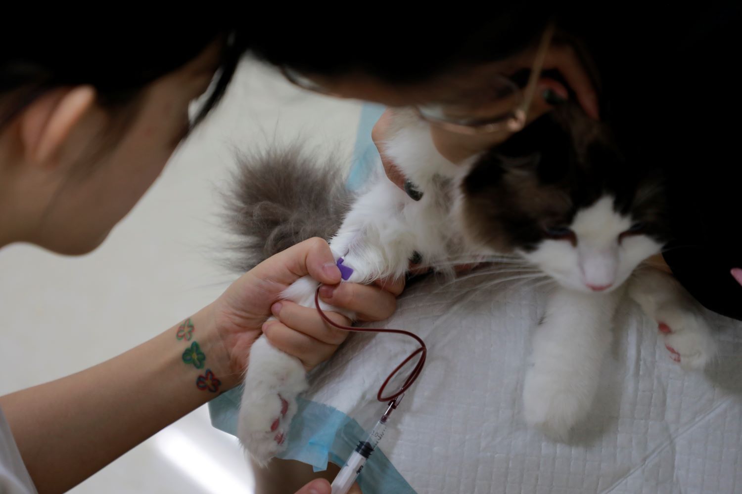 兽医必看！炎症标志物猫SAA的临床应用及检测方法