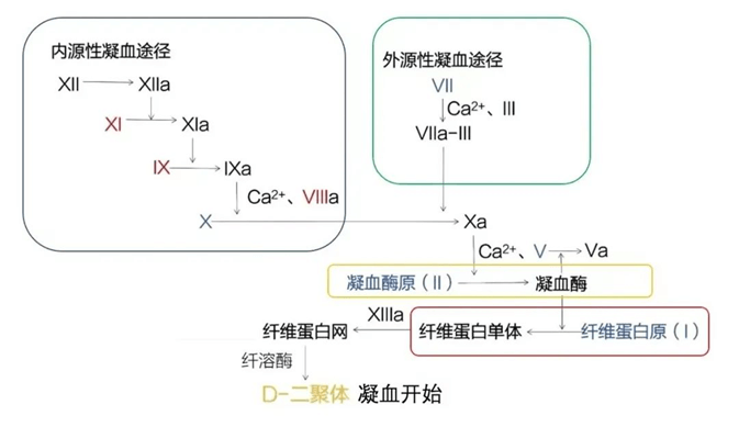 凝血临床应用知识科普 | 宠物手术不做凝血,就等于上高速不系安全