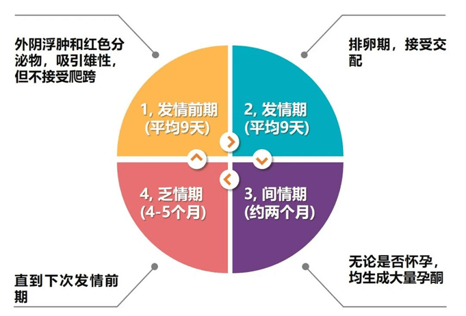 科学繁育,孕酮检测来帮忙!